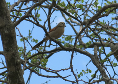 Tchagra australis