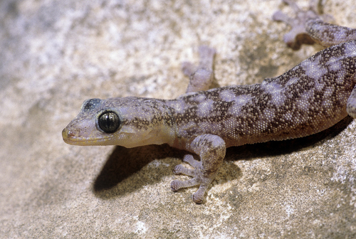 European Leaf-toed Gecko, photo 4 of 10