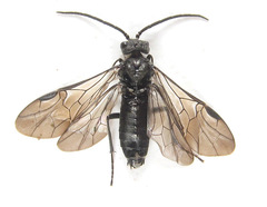 Dolerus nigratus
