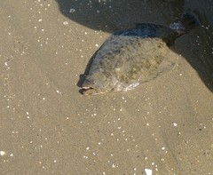 Paralichthys adspersus