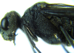 Dolerus nigratus