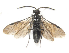 Dolerus nigratus