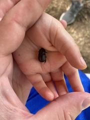 Onthophagus hecate