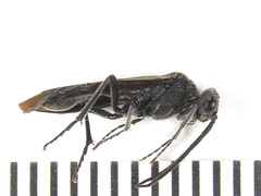 Dolerus nigratus