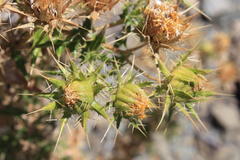 Berkheya spinosissima