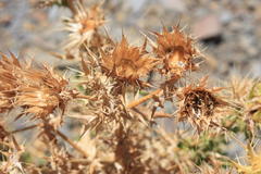 Berkheya spinosissima