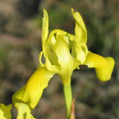 Moraea spathulata