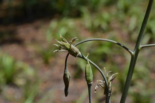 Drakensberg NIght Squill (Drimia basutica)