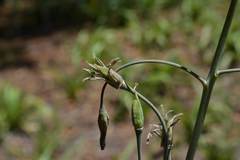Drimia basutica