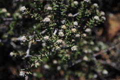 Phylica rogersii