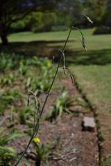Drimia basutica