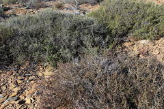 Phylica rogersii