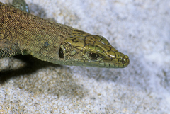 Dalmatolacerta oxycephala