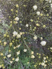 Microcybe multiflora multiflora