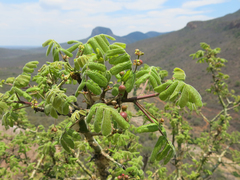 Commiphora marlothii