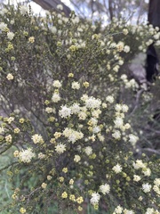 Microcybe multiflora multiflora