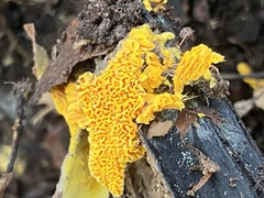 Serpulaceae