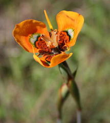 Moraea tulbaghensis
