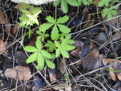 Potentilla thurberi