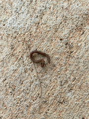 Amynthas gracilis