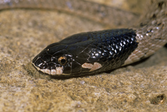 Macroprotodon abubakeri