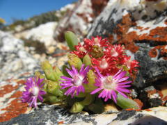 Scopelogena bruynsii