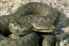 Vipera monticola