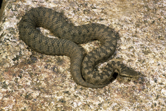 Vipera monticola
