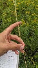 Muhlenbergia mexicana mexicana
