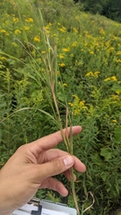 Muhlenbergia mexicana mexicana