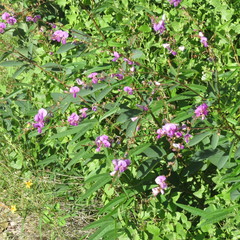Desmodium cinerascens