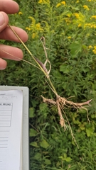 Muhlenbergia mexicana mexicana