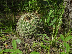 Coryphantha compacta