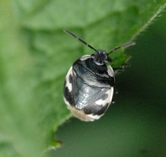 Tritomegas bicolor