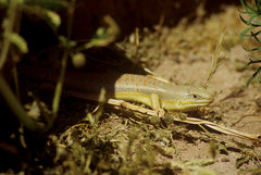 Eumeces schneiderii