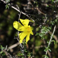Oxalis pes-caprae pes-caprae