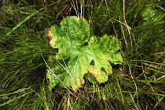 Pelargonium lobatum