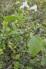 Amphilophium crucigerum