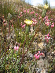 Lamprocephalus montanus