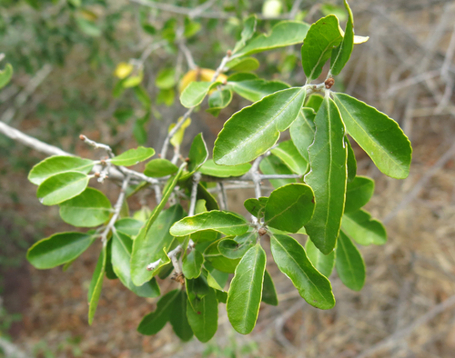 Loeseneriella crenata (Loeseneriella crenata)