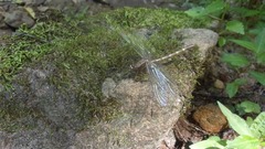 Progomphus obscurus