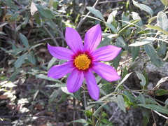 Dahlia sherffii