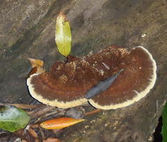 Trametes cingulata
