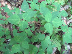 Synchytrium decipiens