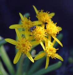 Senecio sarcoides