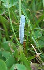 Monostegia abdominalis