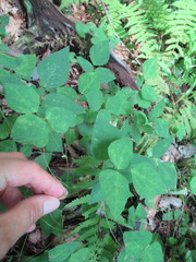 Synchytrium decipiens