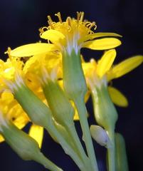 Senecio sarcoides