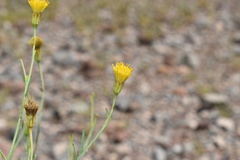 Porophyllum scoparium