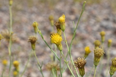 Porophyllum scoparium